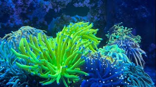 Picking up Frags at Seaworthy Aquatics [upl. by Nilek]