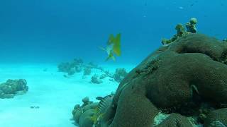 Diving Washington Slagbaai Bonaire [upl. by Asiole]