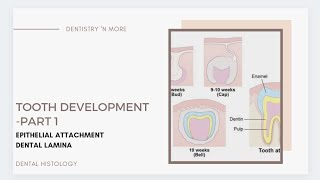 DEVELOPMENT OF TOOTH PART 1 [upl. by Iffar]