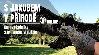 S jakubem v přírodě online  Den sokolníka s Milanem Strakou [upl. by Ayrb]