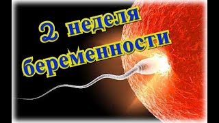 Календарь беременности 2 неделя беременности [upl. by Aemat]