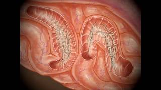 Roundworm Tracheal Migration Pathway in Dogs [upl. by Anyahs]