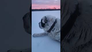 Central Asian Shepherd dog in Canada [upl. by Man]