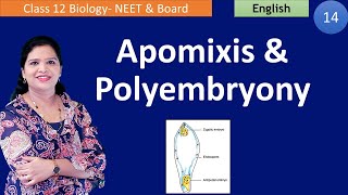 Apomixis and Polyembryony NCERT Class 12  English [upl. by Ahsenek86]