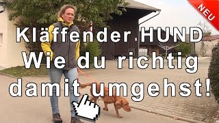 Kläffender Hund  wie du richtig damit umgehst [upl. by Tterrab]