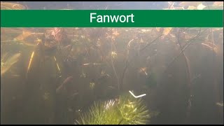 Aquatic Invasive Species Spotlight Fanwort [upl. by Memory]