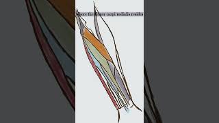 Anterior Muscles of Forearm  Anatomy and function [upl. by Mullins]