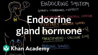 Endocrine gland hormone review  Endocrine system physiology  NCLEXRN  Khan Academy [upl. by Erfert922]