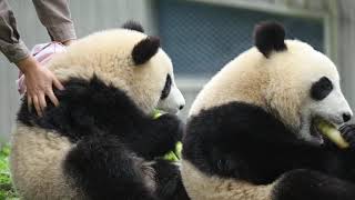 Two daughters of Panda QIAN QIAN  Wolong ShengShuPin Panda Base 卧龙耿达神树坪基地 芊芊的大小仔（女）喝奶 吃笋 [upl. by Clarkin]