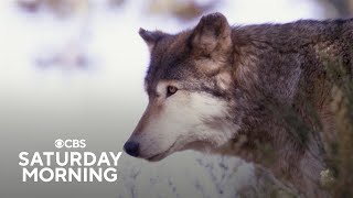 How the reintroduction of wolves is impacting Colorado [upl. by Gadmann]