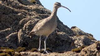 Successful hunt of a whimbrel [upl. by Michale844]