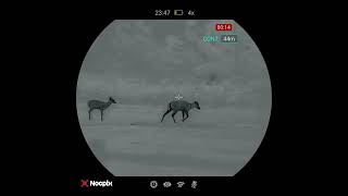 Nocpix Vista H50R Footage Of Fallow [upl. by Zoellick597]