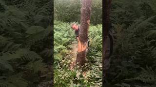 Tree cutting trick used in foreign countries shortsvideo [upl. by Lida248]