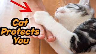 10 Clear Signs Your Cat Acts as Your Protector  Cat Facts [upl. by Auhsaj412]