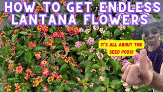 This One Simple Step Will Keep Your Lantana Blooming All Season [upl. by Nnewg535]