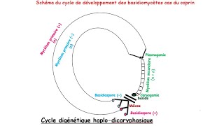 Travaux dirigés corrigés  cycle des basidiomycètes  cas du coprin [upl. by Atima535]