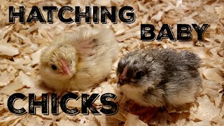 How To Incubate And Hatch Baby Chickens [upl. by Kessler930]