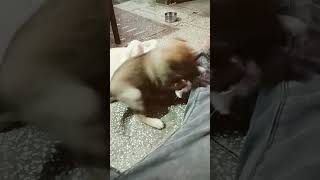 Tumse milkarsort hindisong cute doglover 🐕🐕🐕♥️♥️♥️ [upl. by Carver]