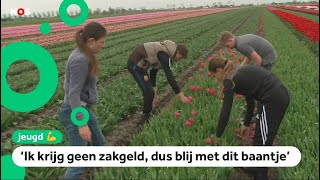 Deze kinderen werken op de bollenvelden in de meivakantie [upl. by Nassah]