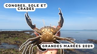 Pêcher des crabes en Bretagne cest pas compliqué  Grandes marées 2024 [upl. by Nnoved]