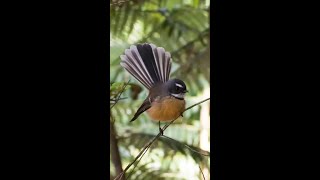 The North Island Fantail Male Song of New Zealand 🐦🎶 [upl. by Asum]