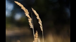 Calamagrostis x acutiflora Karl Foerster Reitgras E Feather Reed Grass [upl. by Attiuqihc484]