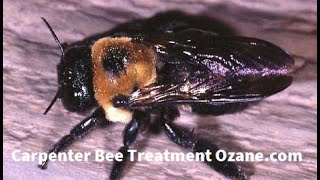 Carpenter Bees Wanamassa NJ Carpenter Bee Pest Control Treatment 7325043758 Ozanecom [upl. by Tierza]