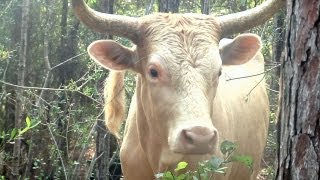 Pineywoods Cattle Under Observation at USMs Lake Thoreau [upl. by Liam780]