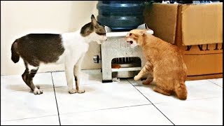 Very angry cats fight real fight no editing [upl. by Yromas]