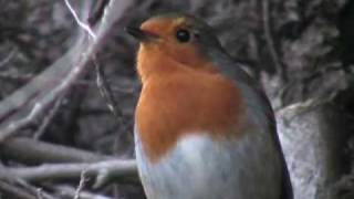 A Robin Singing Erithacus Rubecula  Rougegorge familier  Pettirosso  Petirrojo  Rotkehlchen 2 [upl. by Burman]