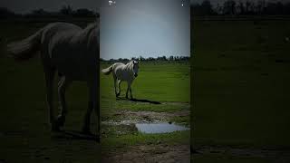 From Camargue 🤍🐴 france travel horse equestrian walking edit perfect [upl. by Dymphia]