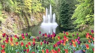 Butchart Gardens April 2024 [upl. by Rothwell]