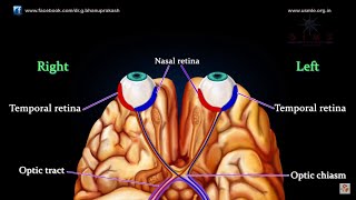 VISUAL PATHWAY ANIMATED  Animated anatomy lectures USMLE Step 1 [upl. by Airdnahs]