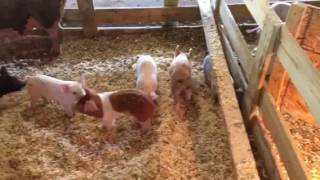 Excellent All Natural Farrowing Set Up [upl. by Safko]