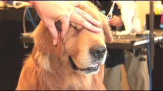 How to Trim the Hair Around a ShaggyHaired Dogs Ears  Dog Grooming [upl. by Ariaj271]