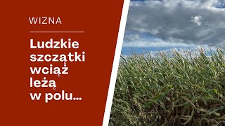 WIZNA  ludzkie szczątki wciąż leżą na polu [upl. by Krid208]