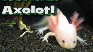 Axolotl Metamorphosis [upl. by Airym]