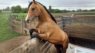 The Funniest Horse Moments You Wont Believe [upl. by Nev525]