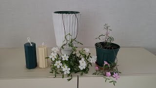 사랑초 줄기성 파달리스 화이트 amp핑크 키우기 Oxalis Pardalis white amp pink [upl. by Eillod]