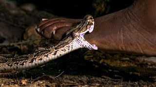 Viper Bite in Slow Mo  BBC Earth [upl. by Ezechiel]