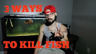 🔴 3 WAYS TO KILL FISH HUMANELY EUTHANIZE [upl. by Danforth]