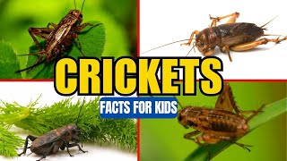 All About Crickets  Insect Facts for Kids [upl. by Anselmo]