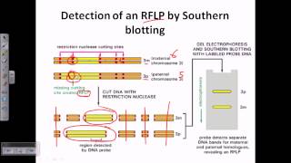 Southern blotting applications [upl. by Ylyl267]