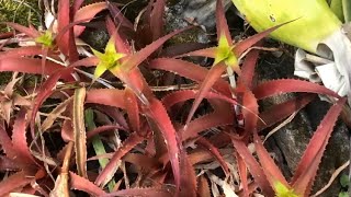 Orthophytum ‘Starlights’ shorts [upl. by Myles]