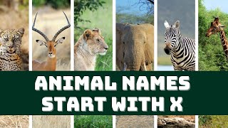 Animals Starting with X  Learn Animal Words That Start With Letters X  DonnaKidsTV Learn English [upl. by Enaled]