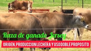 Raza De Ganado Lechero Jersey Origen Características Y Beneficios [upl. by Sanjay]