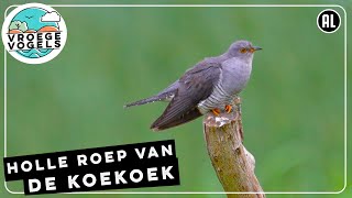 Holle roep van de koekoek draagt ver  Zelf geschoten  Vroege Vogels [upl. by Annaeel]