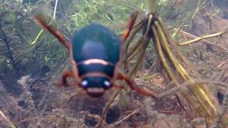 Great Diving Beetle [upl. by Yleek594]