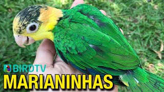 MARIANINHAS  Um dos melhores PETS entre as aves  BIRDTV [upl. by Thom426]