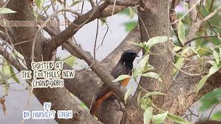 Common Redstart [upl. by Atwater]